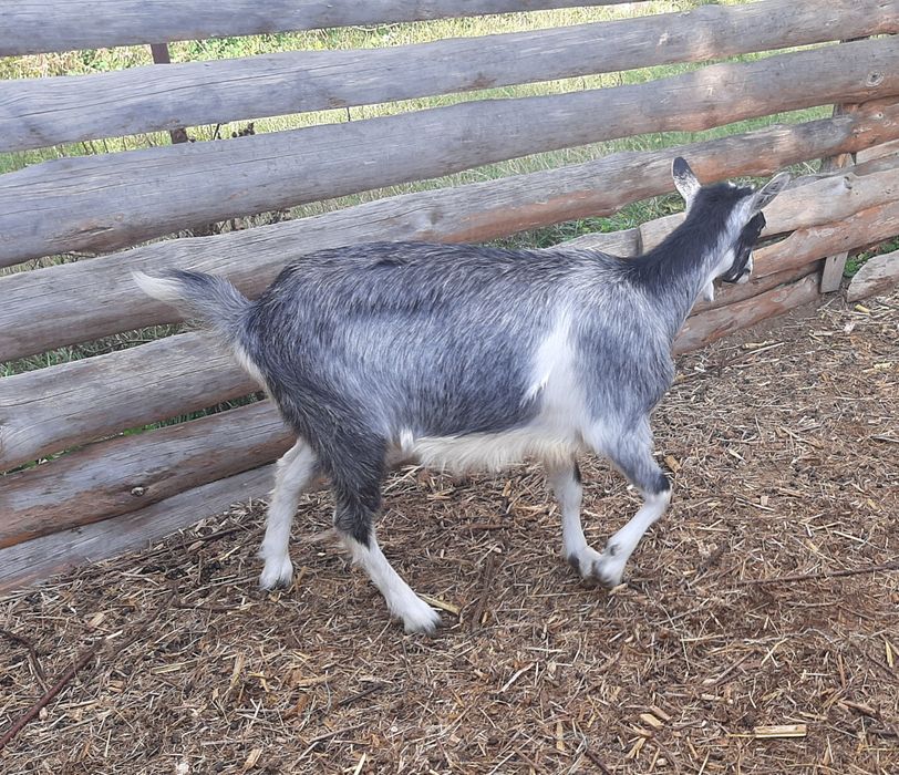 Альпийская коза год и 8 месяцев. Козы.