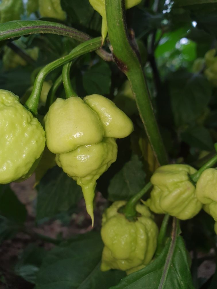 Carolina Reaper vermelha