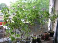 anginka geranium kwitnie