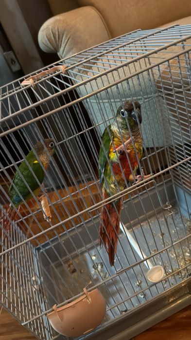 Pyrruhas semi domesticadas