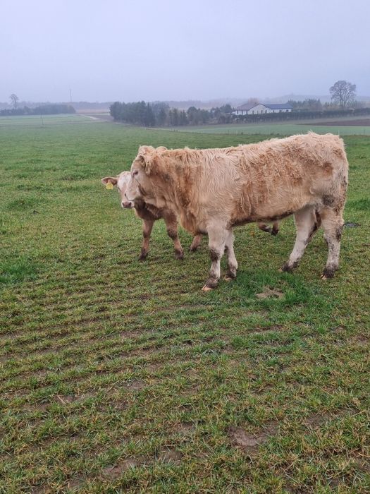 Odsadki jałówki miesne