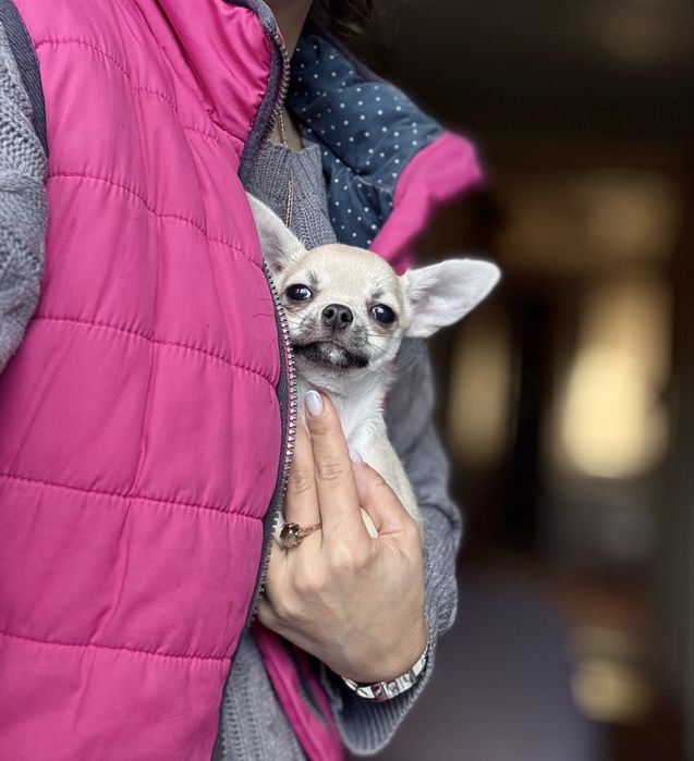 Гарнюня -хлопчик без недоліків! КСУ