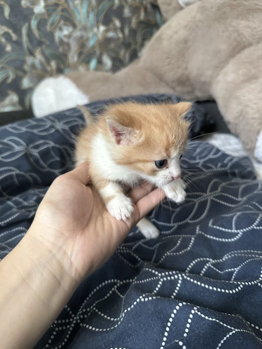 Кошеня безкоштовно