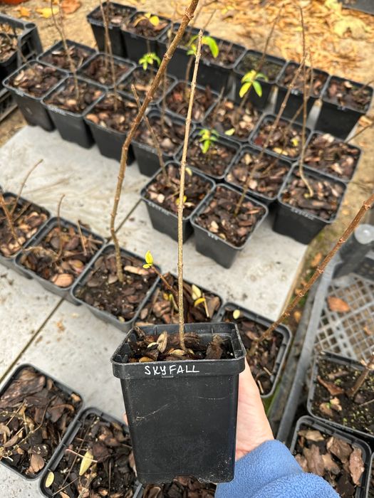 Волотиста гортензія Скайфол Skyfall 1 р., 0,5 л