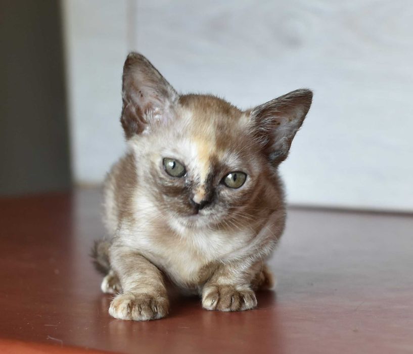Бурманский котенок девочка для вас