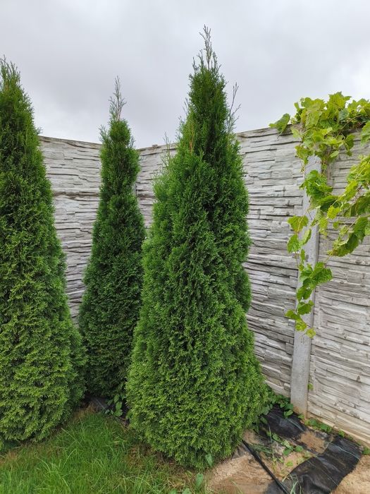 Ładne gęste wysokie 2,5 m tuje thuje