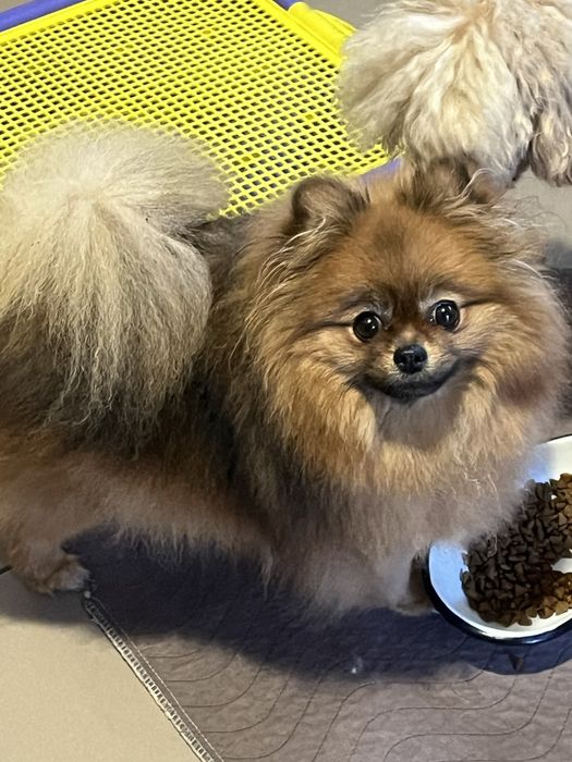 Девочка померанка.