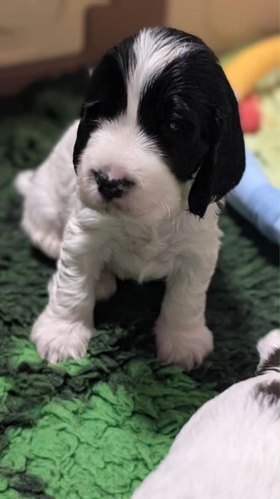 Cocker spaniel angielski ZKwP/FCI