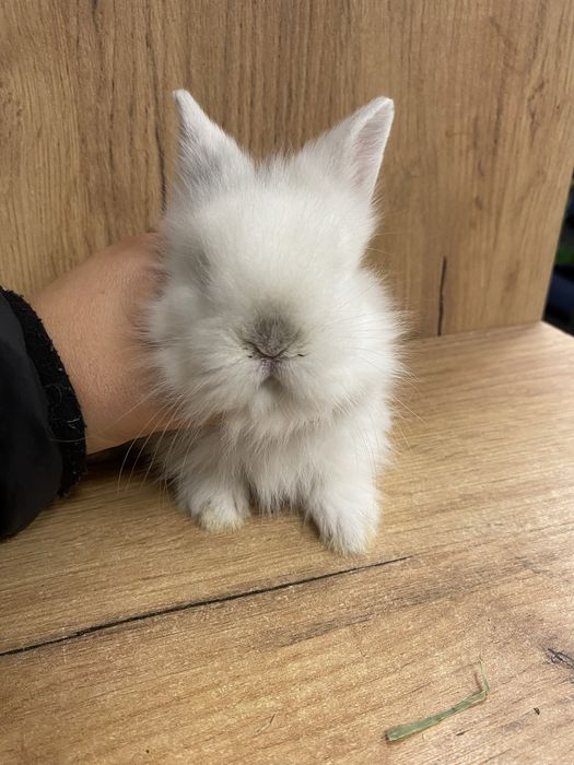 Królik karzełek jak teddy biały popielaty puchaty wyjątkowy