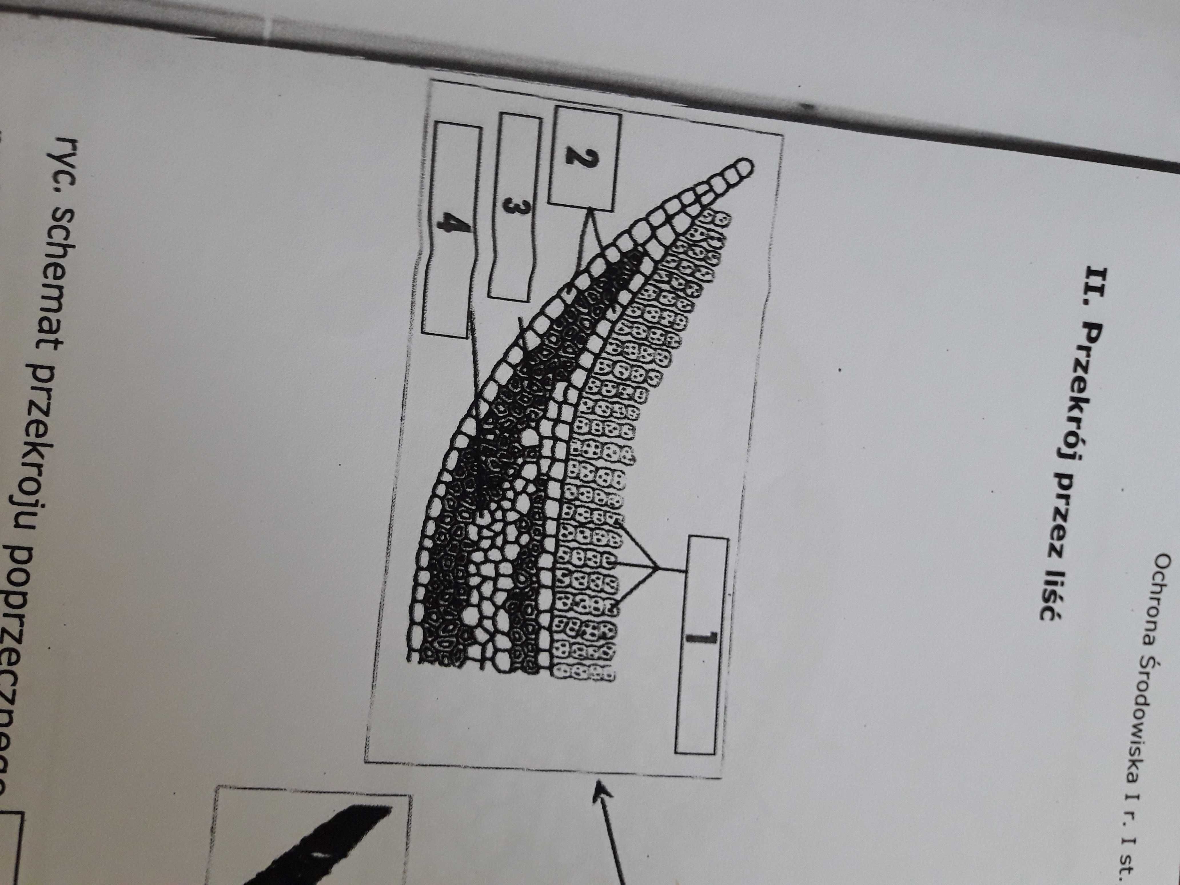 notatki studia ochrona środowiska pierwszy 1 rok biologia laboratoria