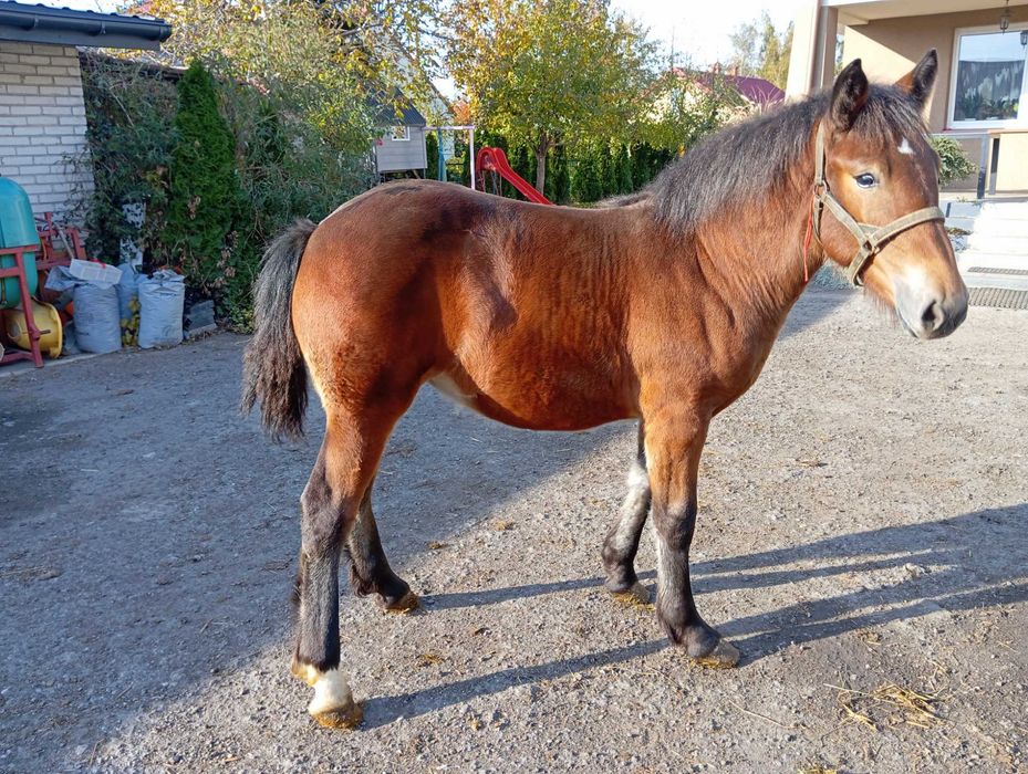 Klacz, źrebię, koń