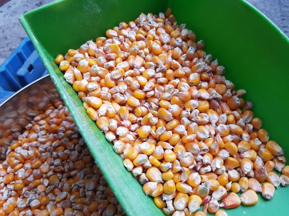 Dobre kiełkowanie Kukurydza sucha drobna