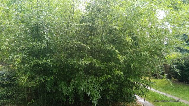 Bambus Bisseta - wielkie sadzonki