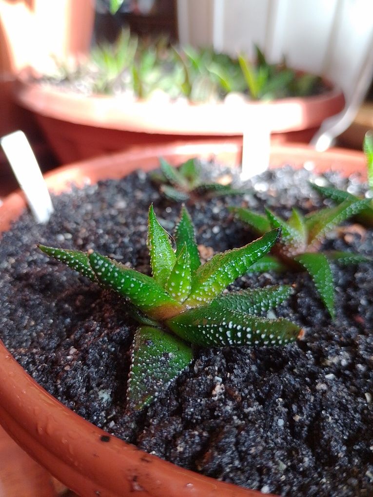 Хавортії Haworthia attenuata enon розпродаж

Источник: Мініатюрні суку