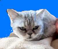 Британская серебристая кошка Алиса 3г красивая кошечка