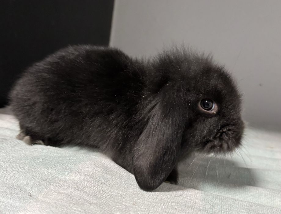 Coelhos anões (orelhudos)