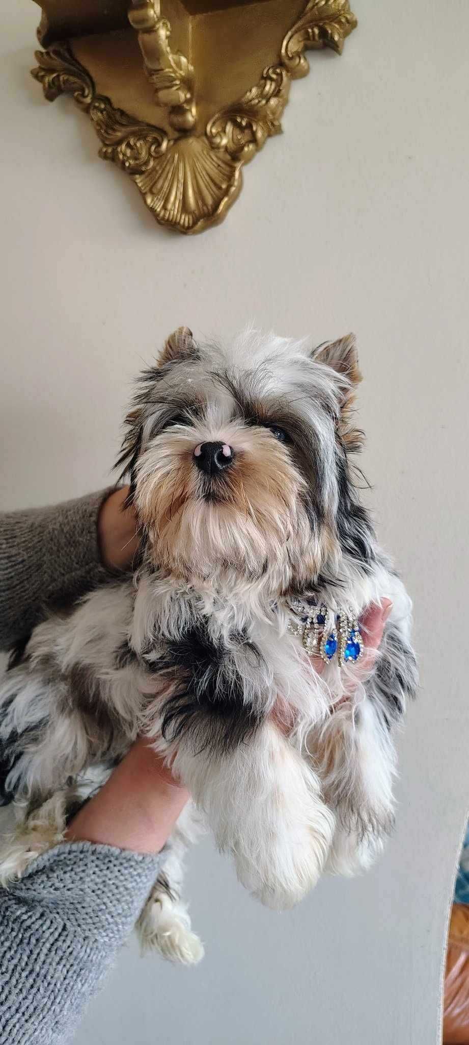Piękny Yorkshire Terrier Color o błękitnych oczkach UNIKAT