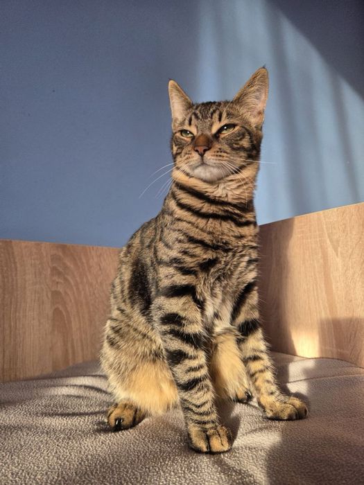 Віддам котиків в добрі руки