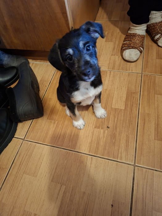 Oddam szczeniaki suczki