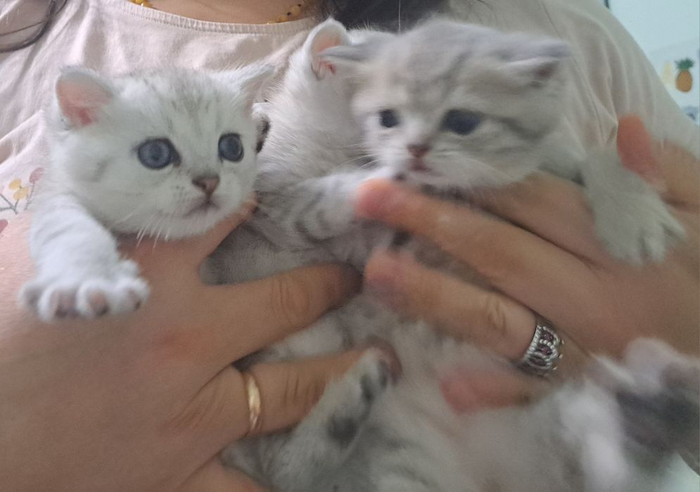 Британські короткошерсті чистокровні кошенята срібна шиншила