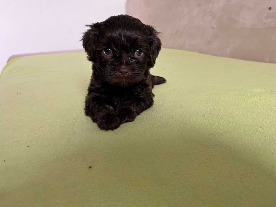 Hawańczyk czekoladowa suczka z rodowodem