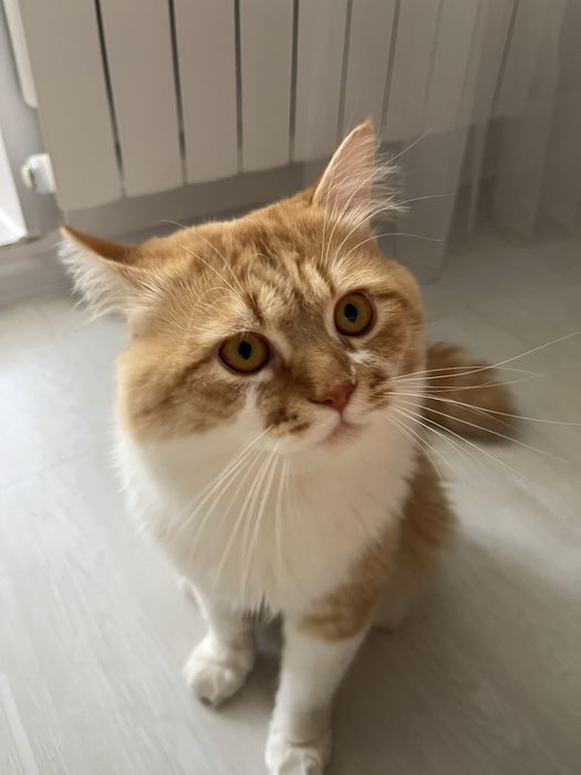 Вязка кот шотландский скотиш страйт