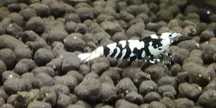Krewetki Black Fance Tiger