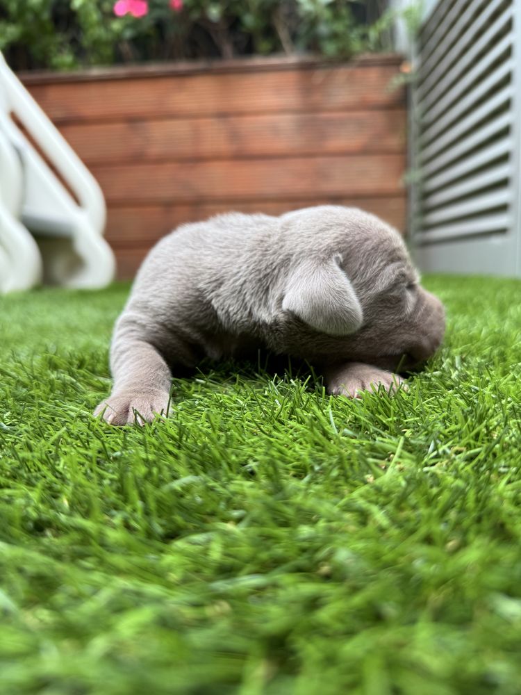 Braco Weimaraner
