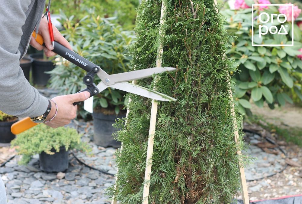 Обрізка та зрізання дерев стрижка туй
