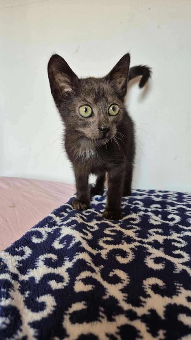 Piękny kotek do adopcji