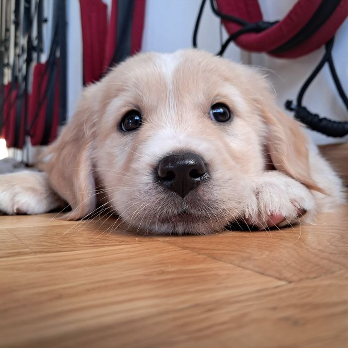 Golden Retriever-chłopiec