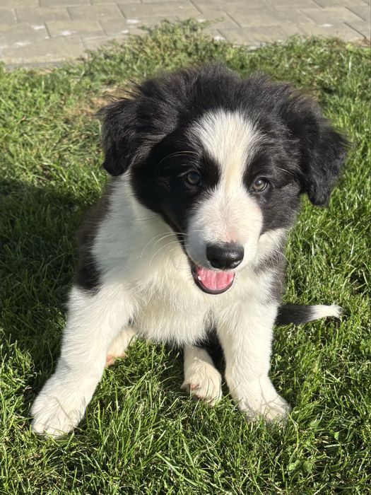 Border Collie szczeniak