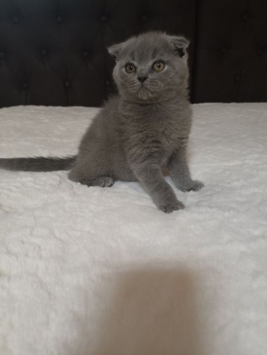 Шотландське висловухе кошеня