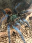 Chromatopelma cyaneopubescens samica 3,5 dc