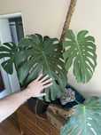 Monstera delciosa Big Form