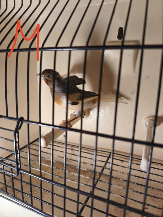 Canários para ceder