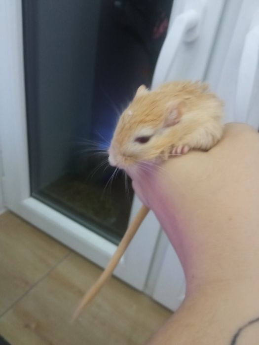 Oddam 4 samce myszoskoczka