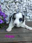 Border collie suczka Blue merle przebadani rodzice