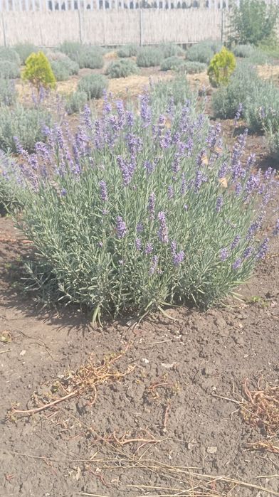 Саджанці лаванди
