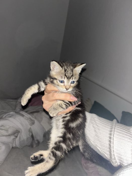 Adotar Gatinhos  bebes com dois meses