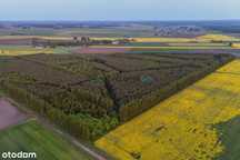 Las, działka leśna, 5,5 ha