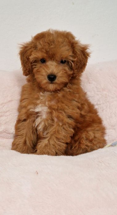Pudel toy,  piesek,  red