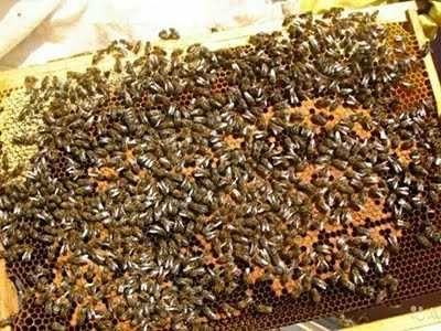 Продам бджолопакети