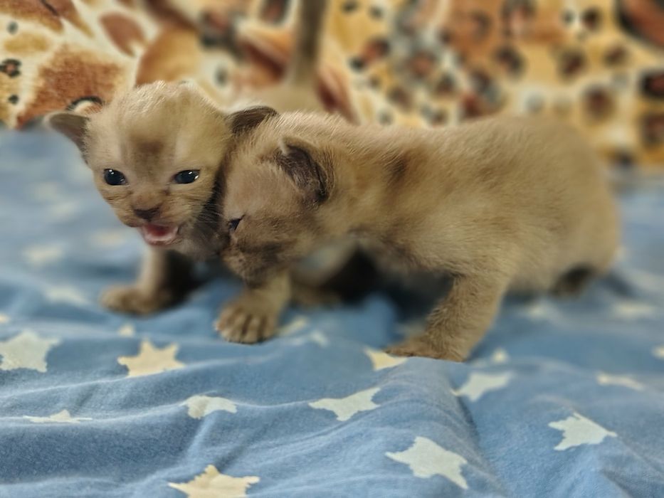 Бурма Европейская дівчата