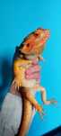 Agama brodata samiec orange hypo