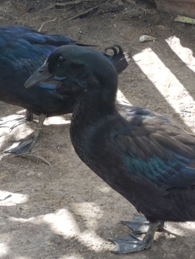 Vendo pato cayuga