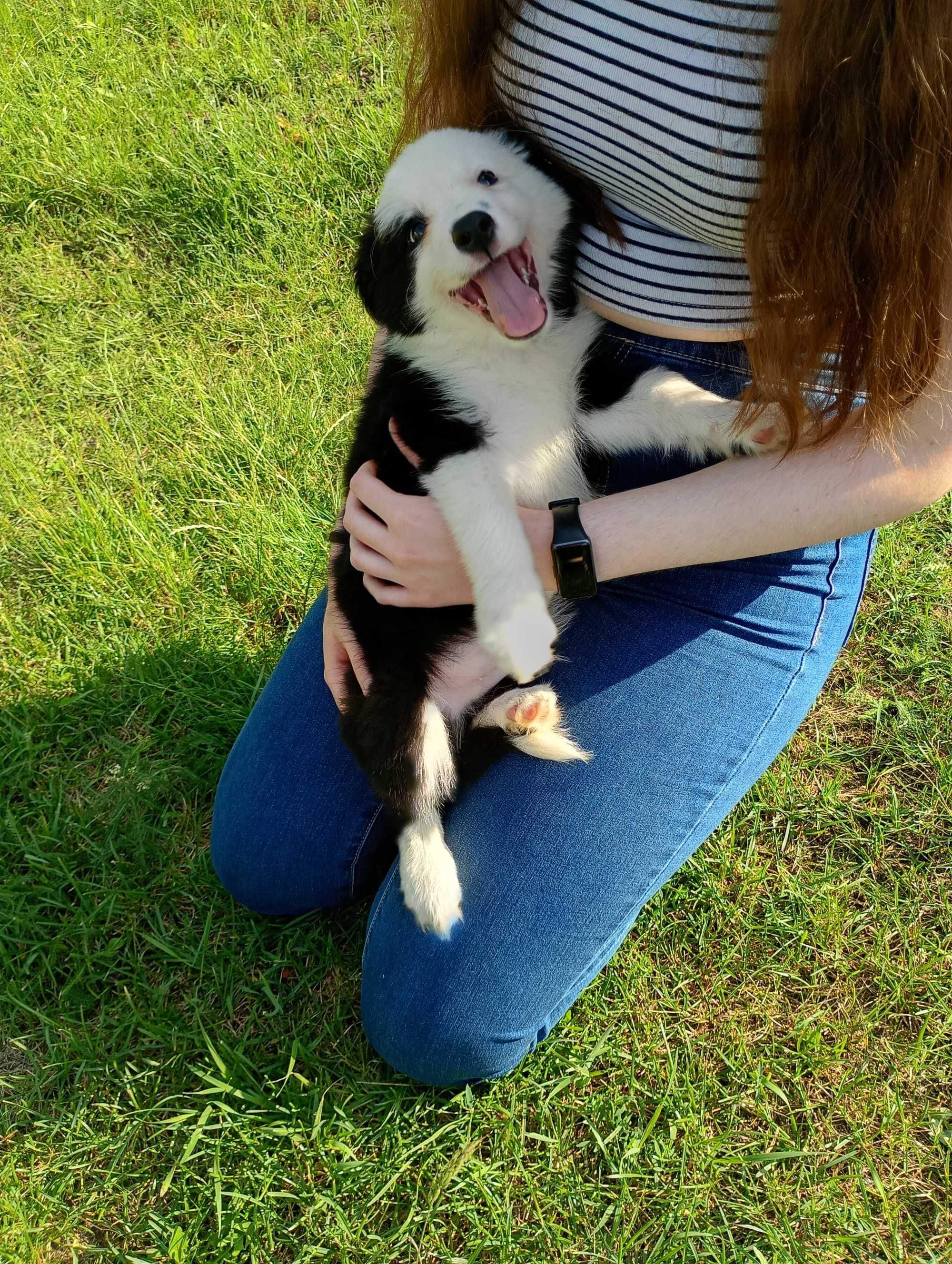 Border Collie szczeniaczek