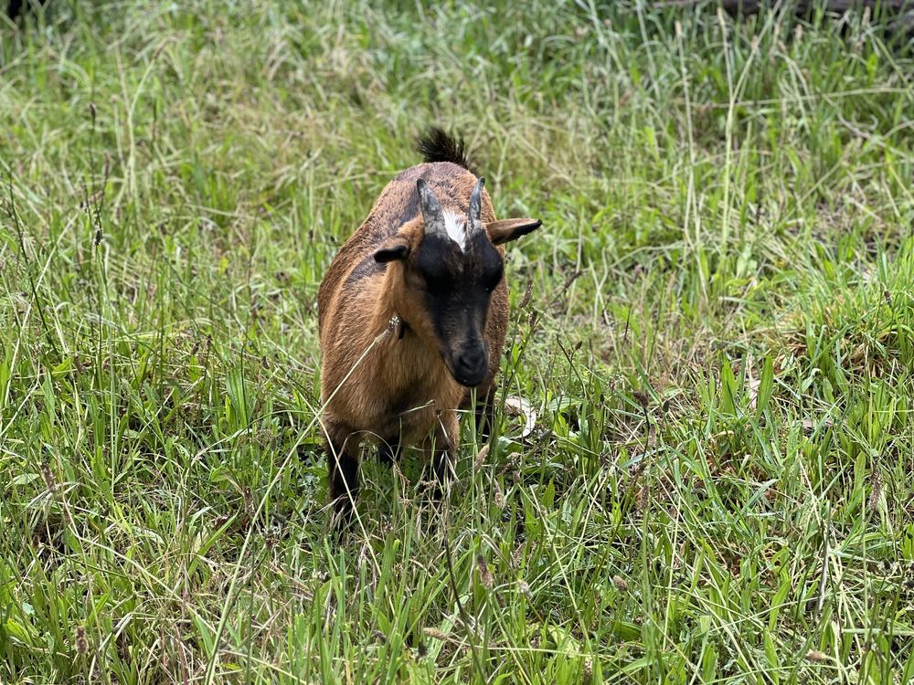 Cabras anas / femeas