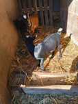 Casal cabras anãs
