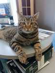 Котик ищет семью
